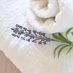 Butterfly 巴尔巴蒂