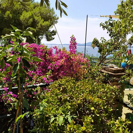 Butterfly 巴尔巴蒂